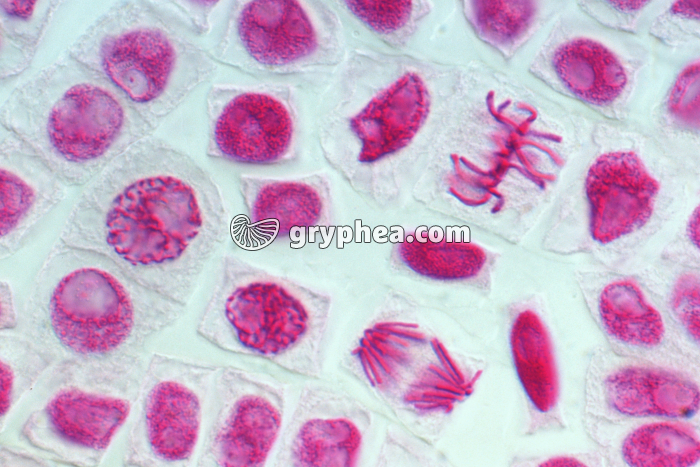 Mitoses de cellules de racine d'Ail - coloration Feulgen x160 - gryphea.org